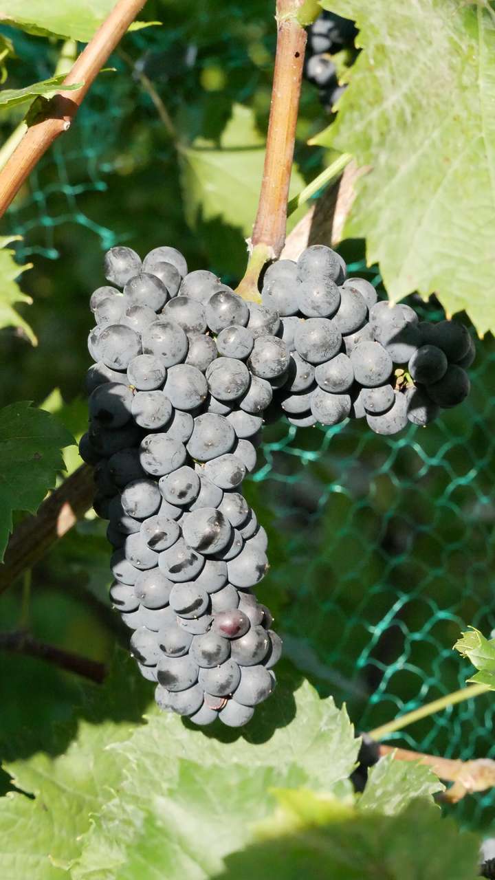 Marechal Foch