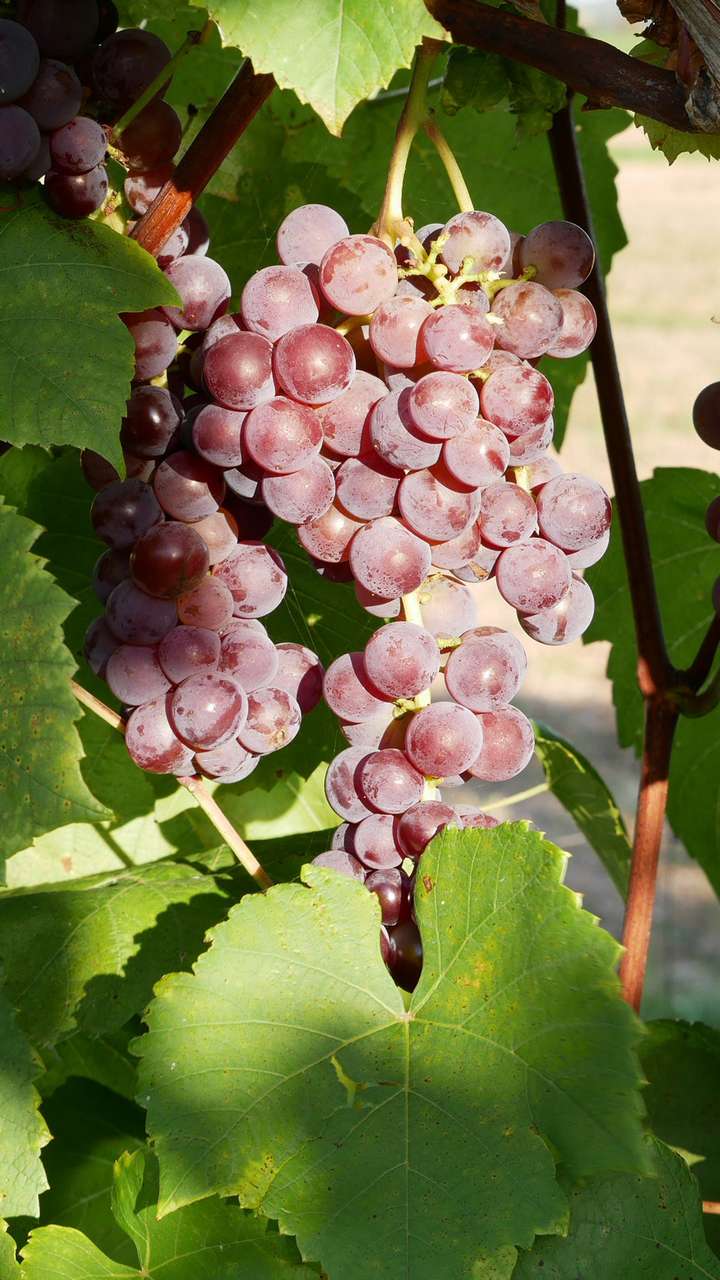 Swenson Red