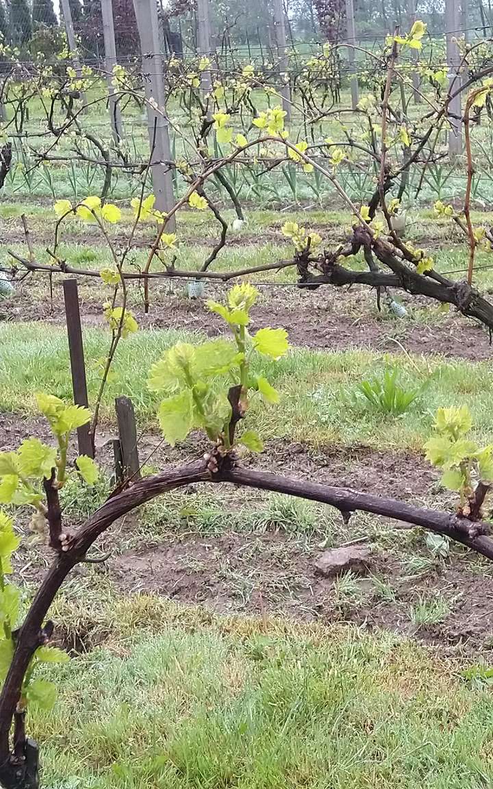 Po zimie 1